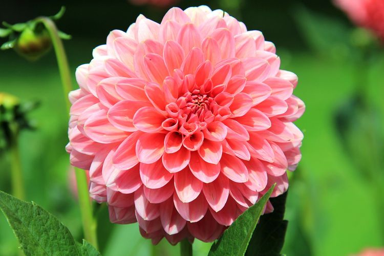 Download Gambar Bunga Terindah Dan Tercantik Nomer 20