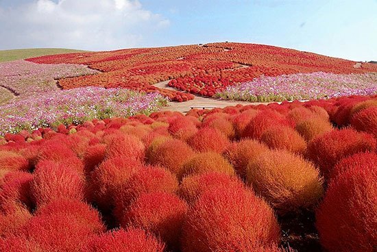 Detail Gambar Bunga Terindah Dan Tercantik Nomer 41