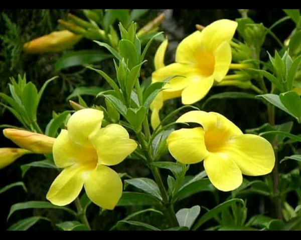 Gambar Bunga Terompet Kuning - KibrisPDR