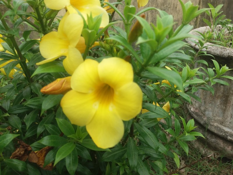 Detail Gambar Bunga Terompet Kuning Nomer 34