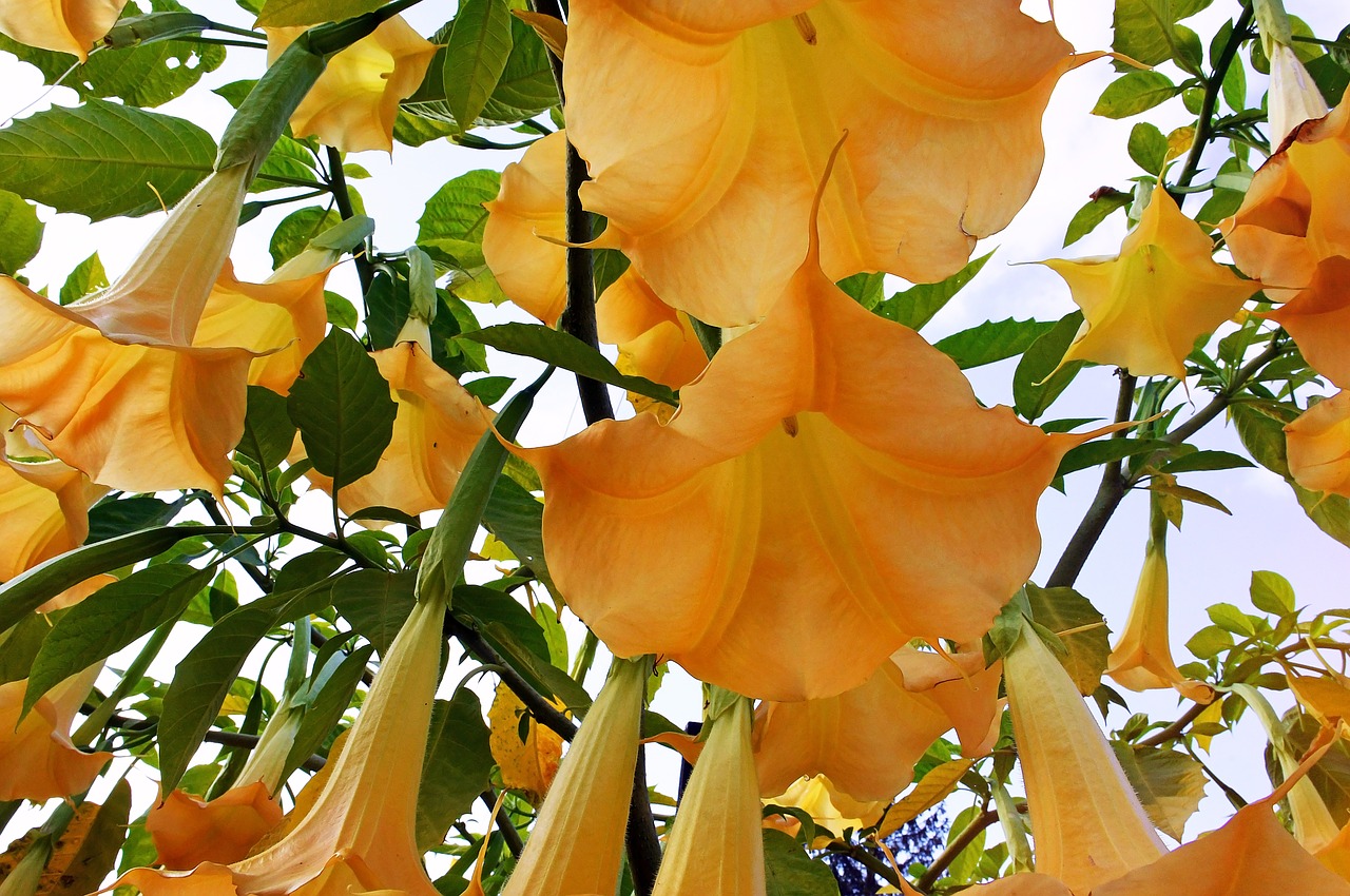 Detail Gambar Bunga Terompet Kuning Nomer 39