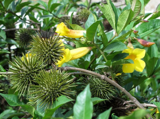 Detail Gambar Bunga Terompet Kuning Nomer 48
