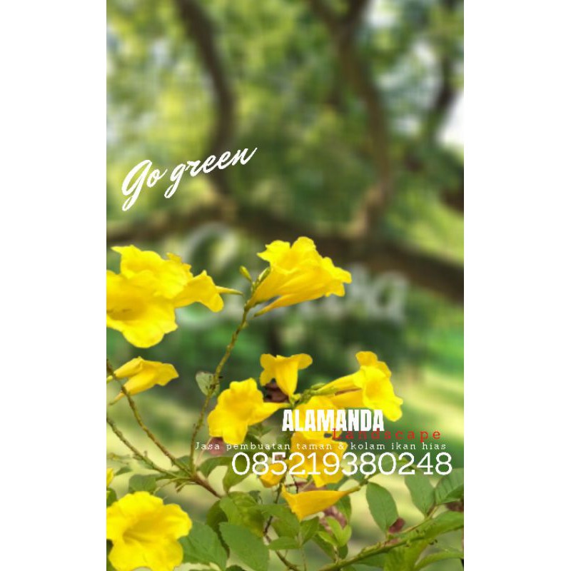 Detail Gambar Bunga Terompet Kuning Nomer 53