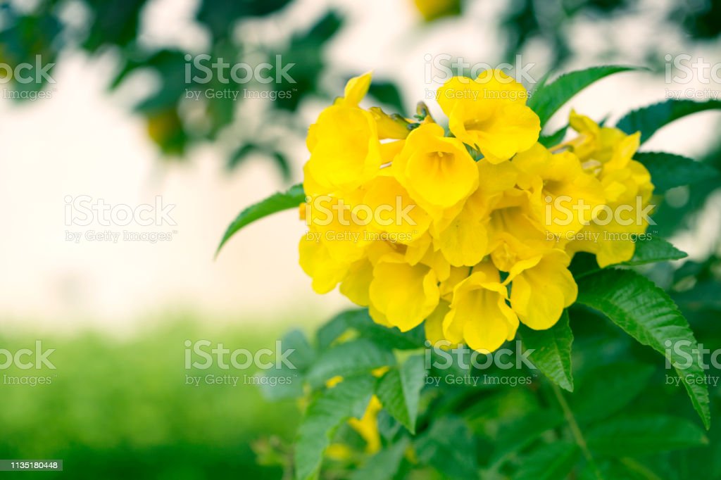 Detail Gambar Bunga Terompet Kuning Nomer 55