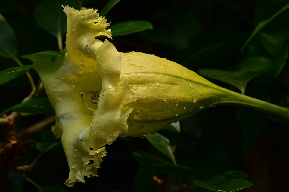Detail Gambar Bunga Terompet Kuning Nomer 10