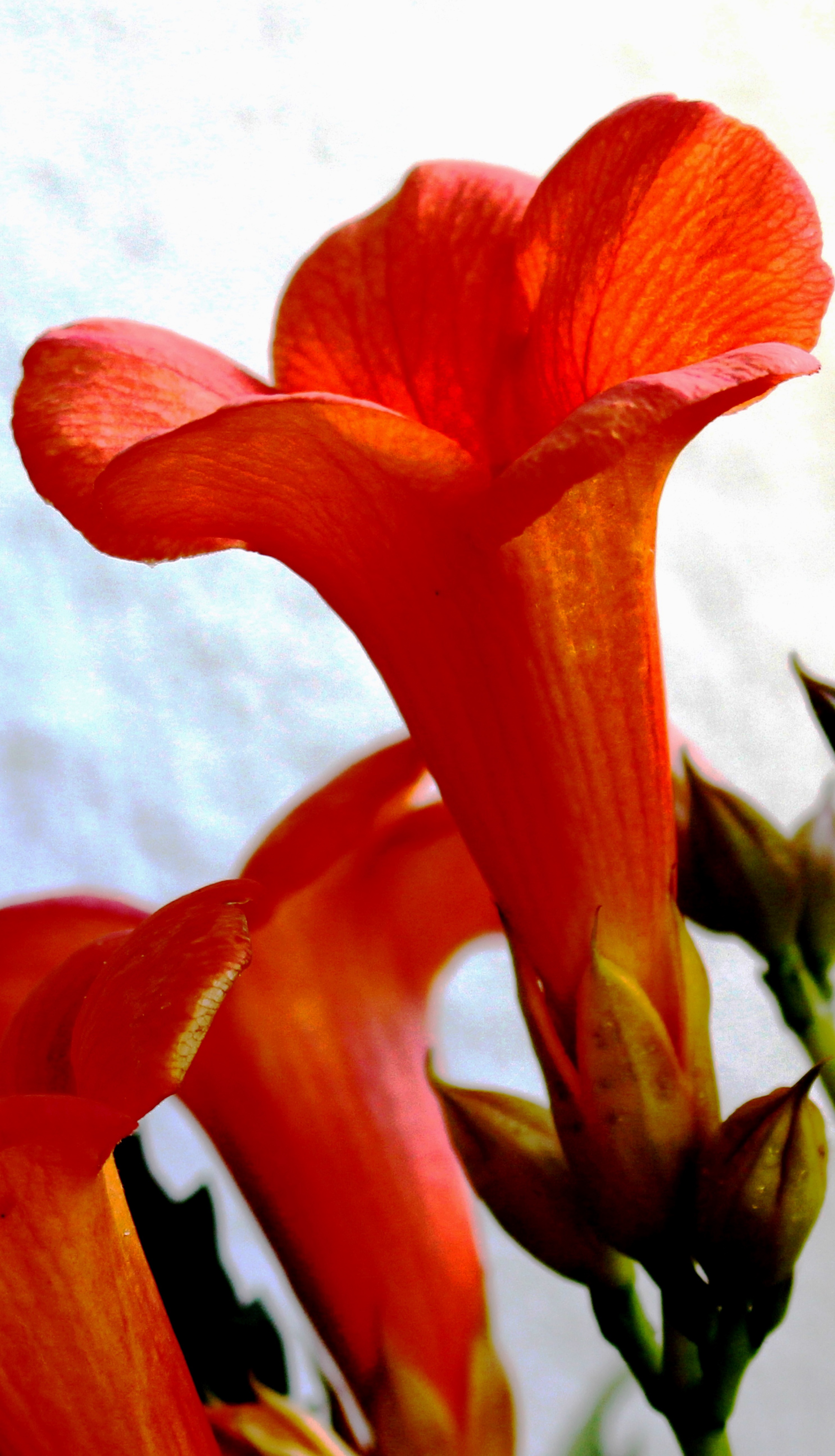 Detail Gambar Bunga Terompet Merah Nomer 4