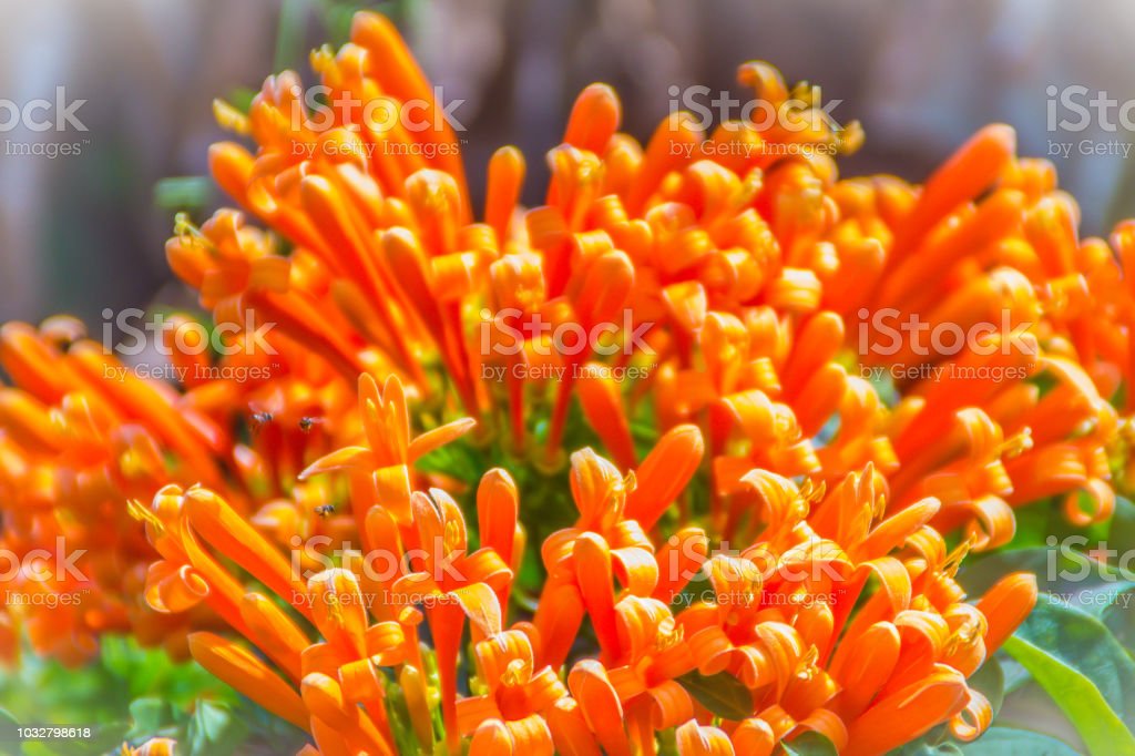 Detail Gambar Bunga Terompet Orange Nomer 15