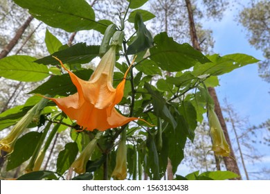 Detail Gambar Bunga Terompet Orange Nomer 17
