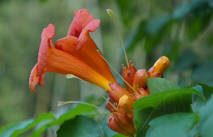 Detail Gambar Bunga Terompet Orange Nomer 19