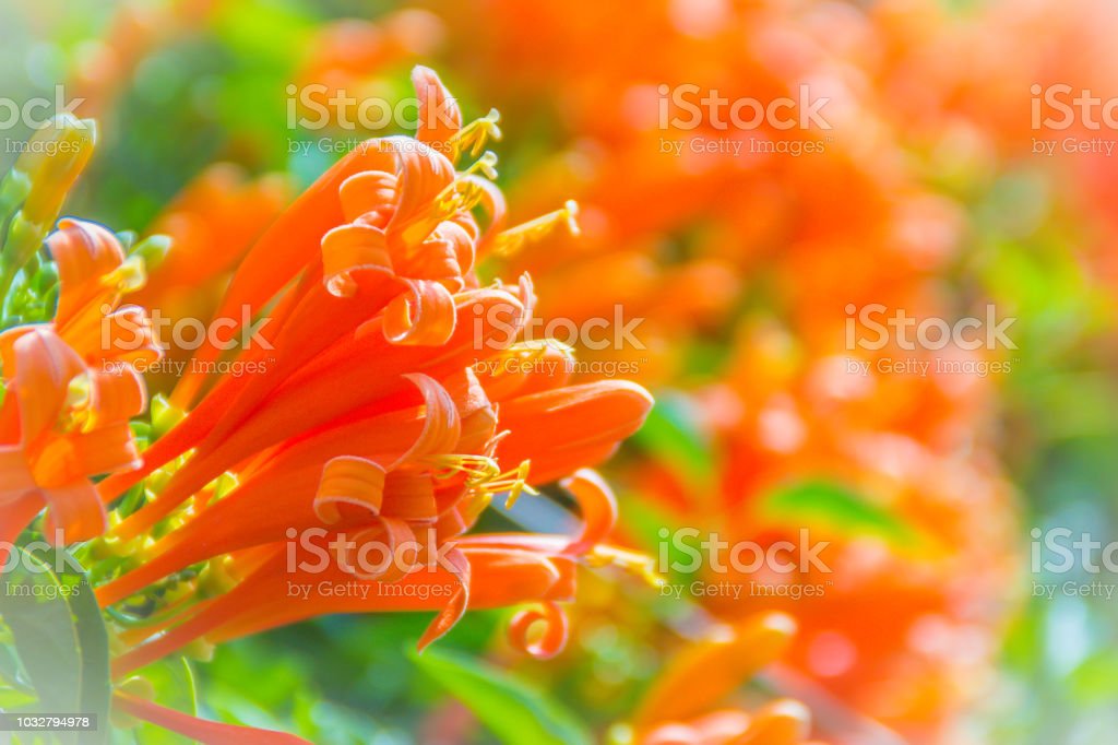 Detail Gambar Bunga Terompet Orange Nomer 35