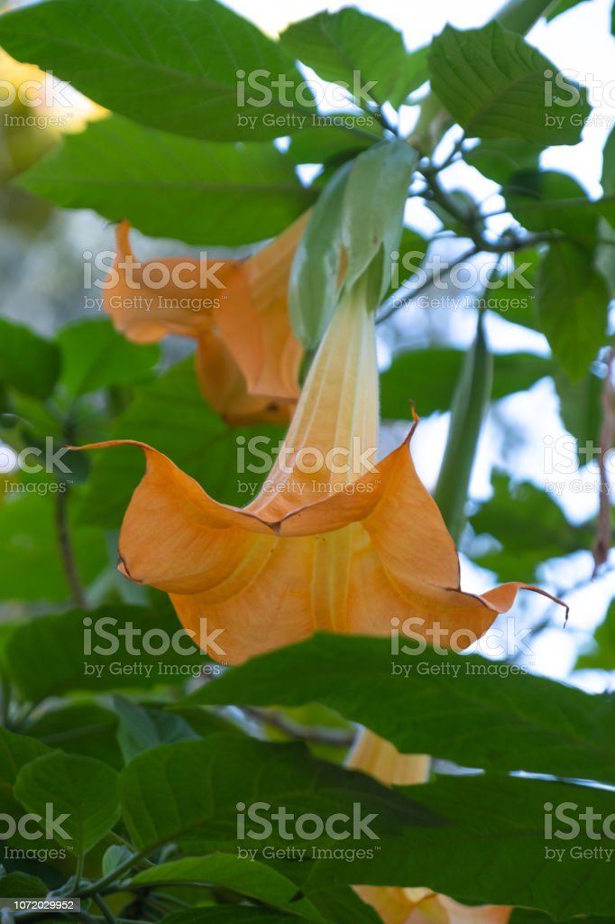 Detail Gambar Bunga Terompet Orange Nomer 38