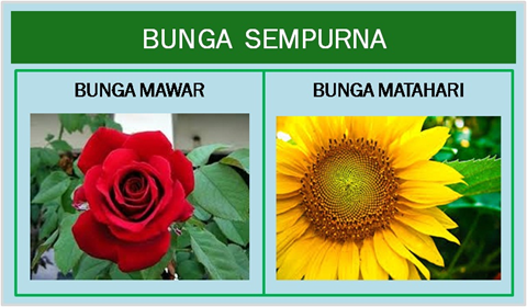 Detail Gambar Bunga Tidak Lengkap Nomer 25