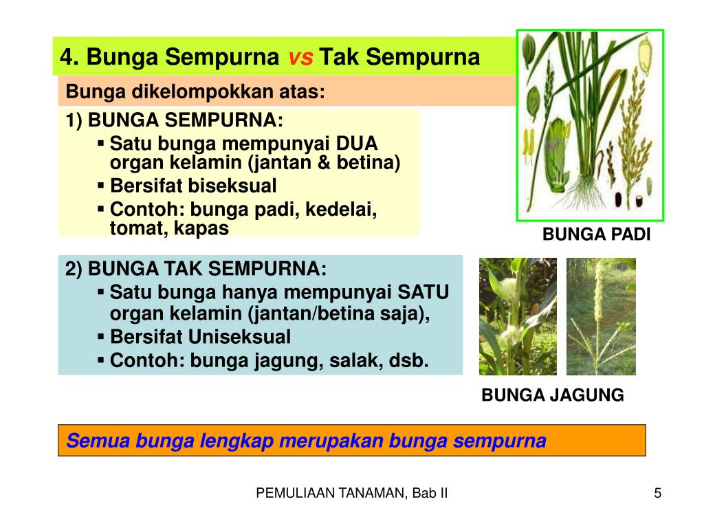 Detail Gambar Bunga Tidak Sempurna Nomer 40