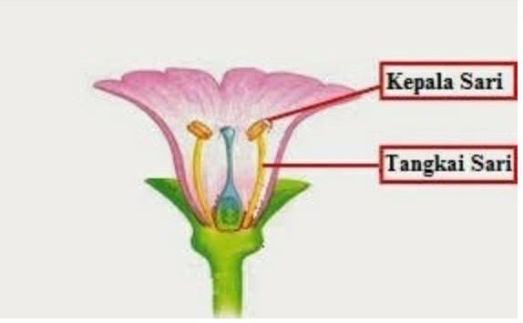 Detail Gambar Bunga Tidak Sempurna Nomer 45