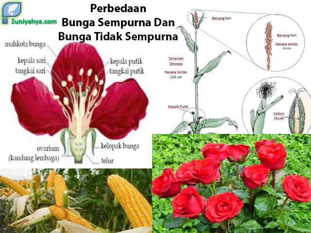 Detail Gambar Bunga Tidak Sempurna Dan Bagian Bagiannya Nomer 5