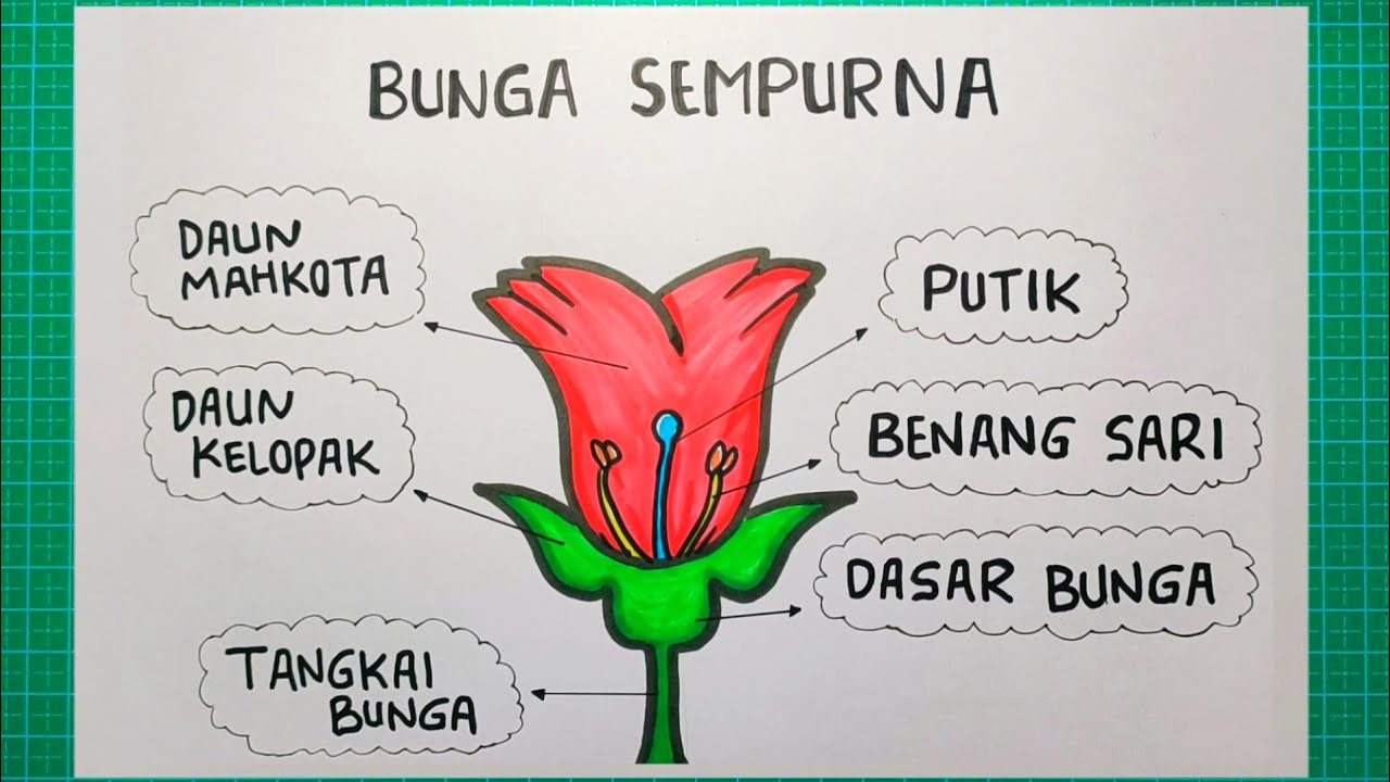 Detail Gambar Bunga Tidak Sempurna Dan Bagiannya Nomer 12