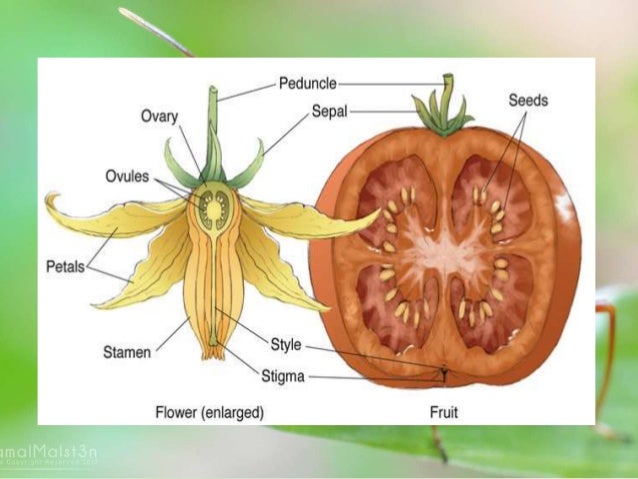 Gambar Bunga Tomat Dan Bagiannya - KibrisPDR