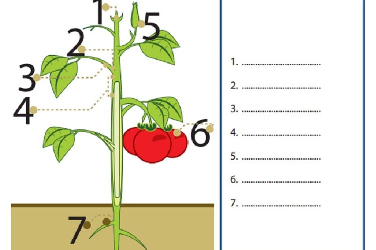 Detail Gambar Bunga Tomat Dan Bagiannya Nomer 12