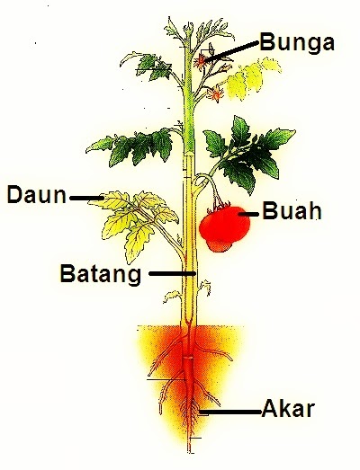 Detail Gambar Bunga Tomat Dan Bagiannya Nomer 34