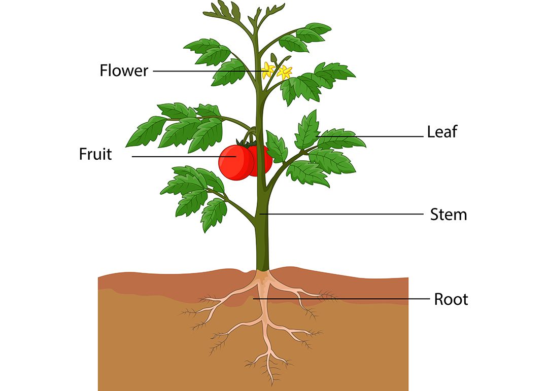 Detail Gambar Bunga Tomat Dan Bagiannya Nomer 43