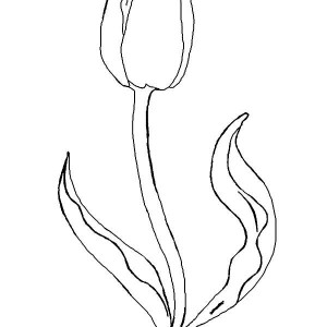 Detail Gambar Bunga Tulip Anak Tk Nomer 18