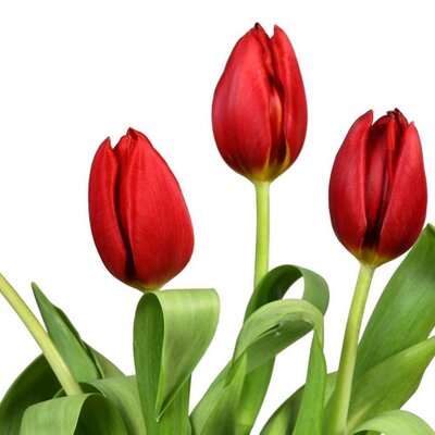 Detail Gambar Bunga Tulip Anak Tk Nomer 51