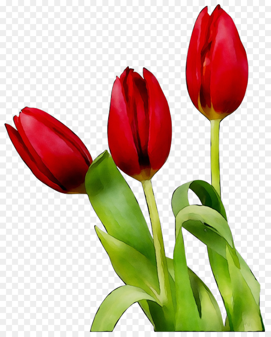Detail Gambar Bunga Tulip Animasi Hitam Putih Nomer 39