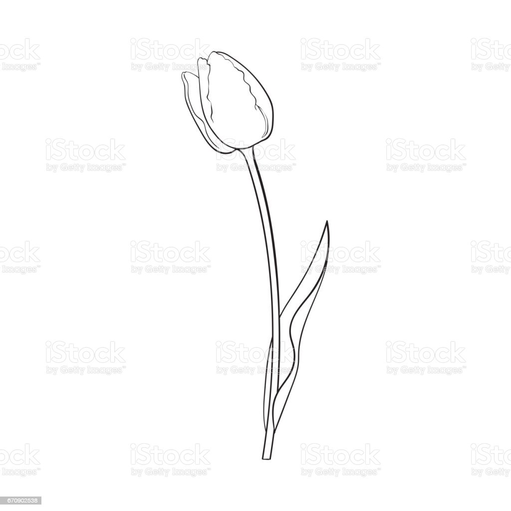 Detail Gambar Bunga Tulip Animasi Hitam Putih Nomer 9