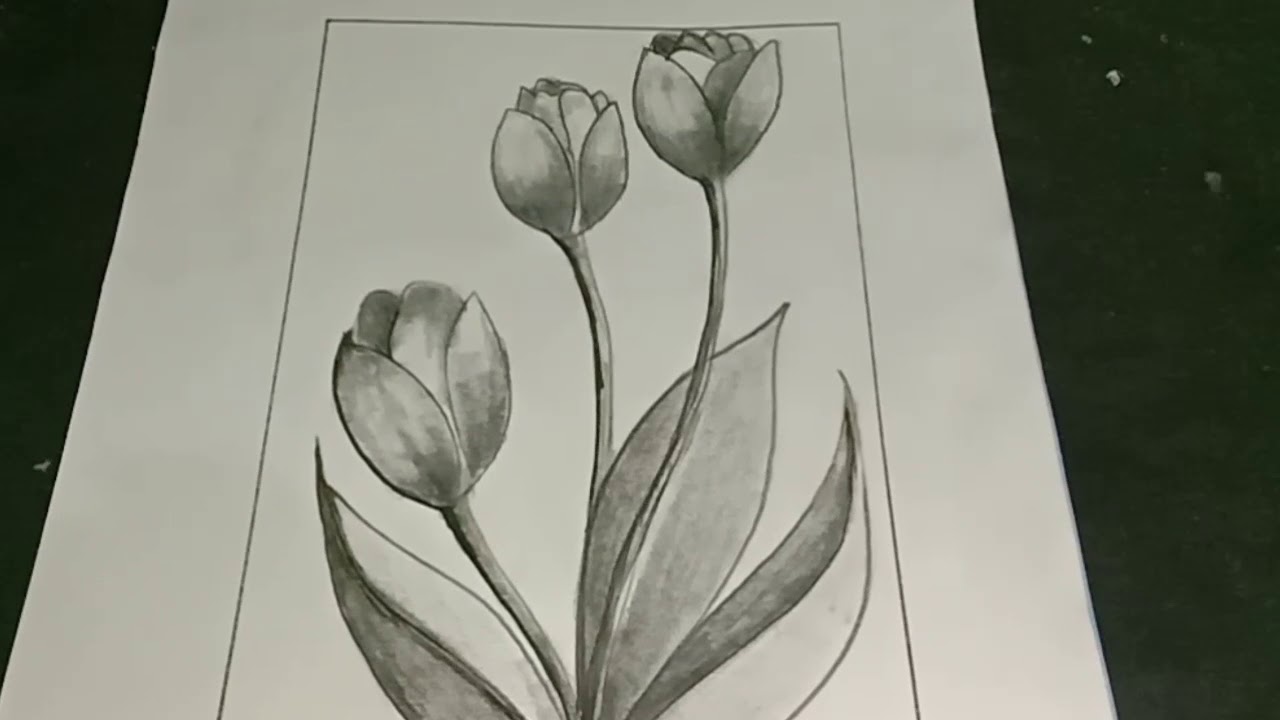 Gambar Bunga Tulip Arsiran - KibrisPDR