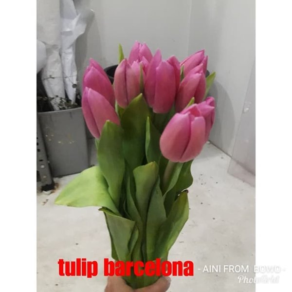 Detail Gambar Bunga Tulip Asli Nomer 21