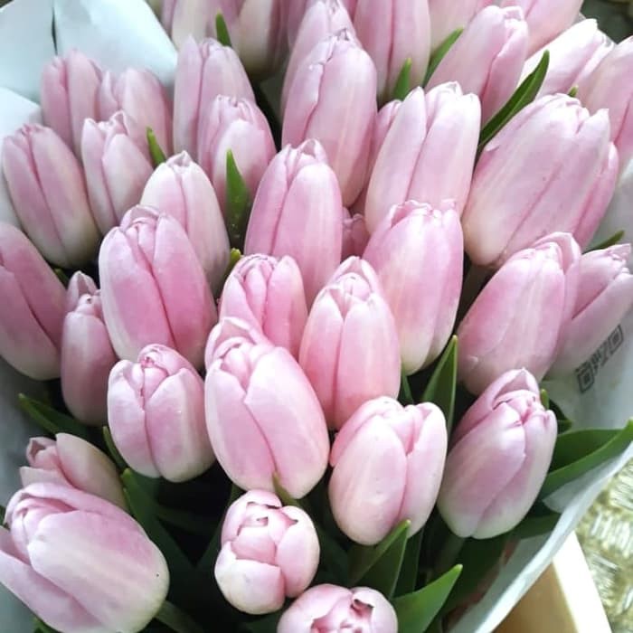 Detail Gambar Bunga Tulip Asli Nomer 4