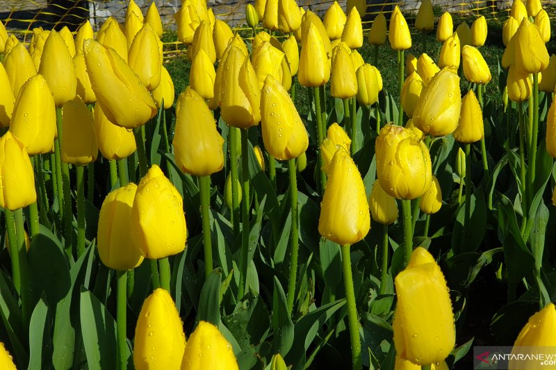 Detail Gambar Bunga Tulip Asli Nomer 10