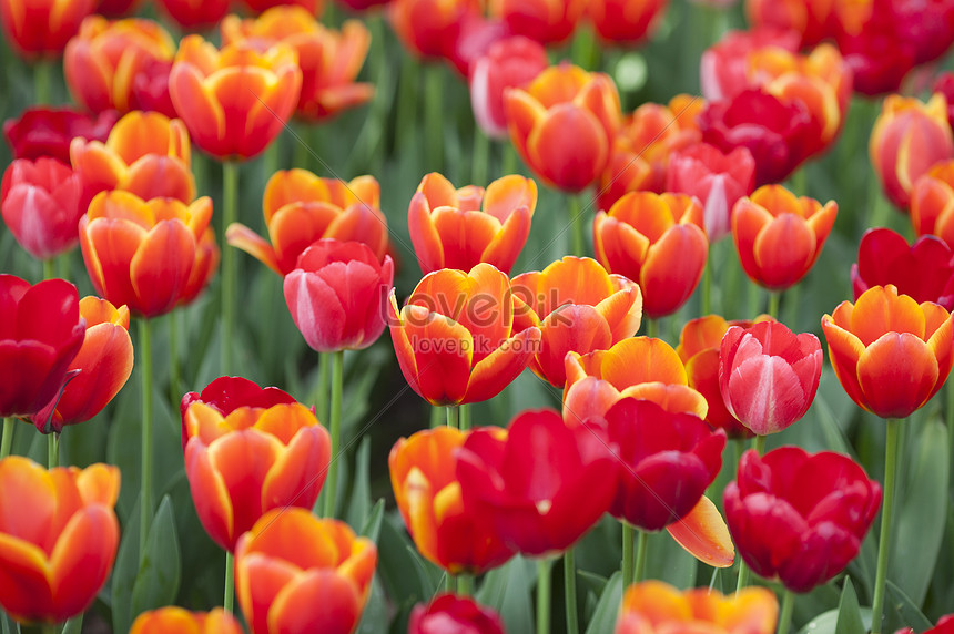 Detail Gambar Bunga Tulip Belanda Nomer 48