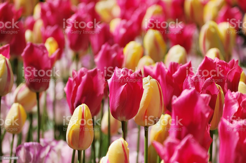 Detail Gambar Bunga Tulip Berwarna Nomer 38