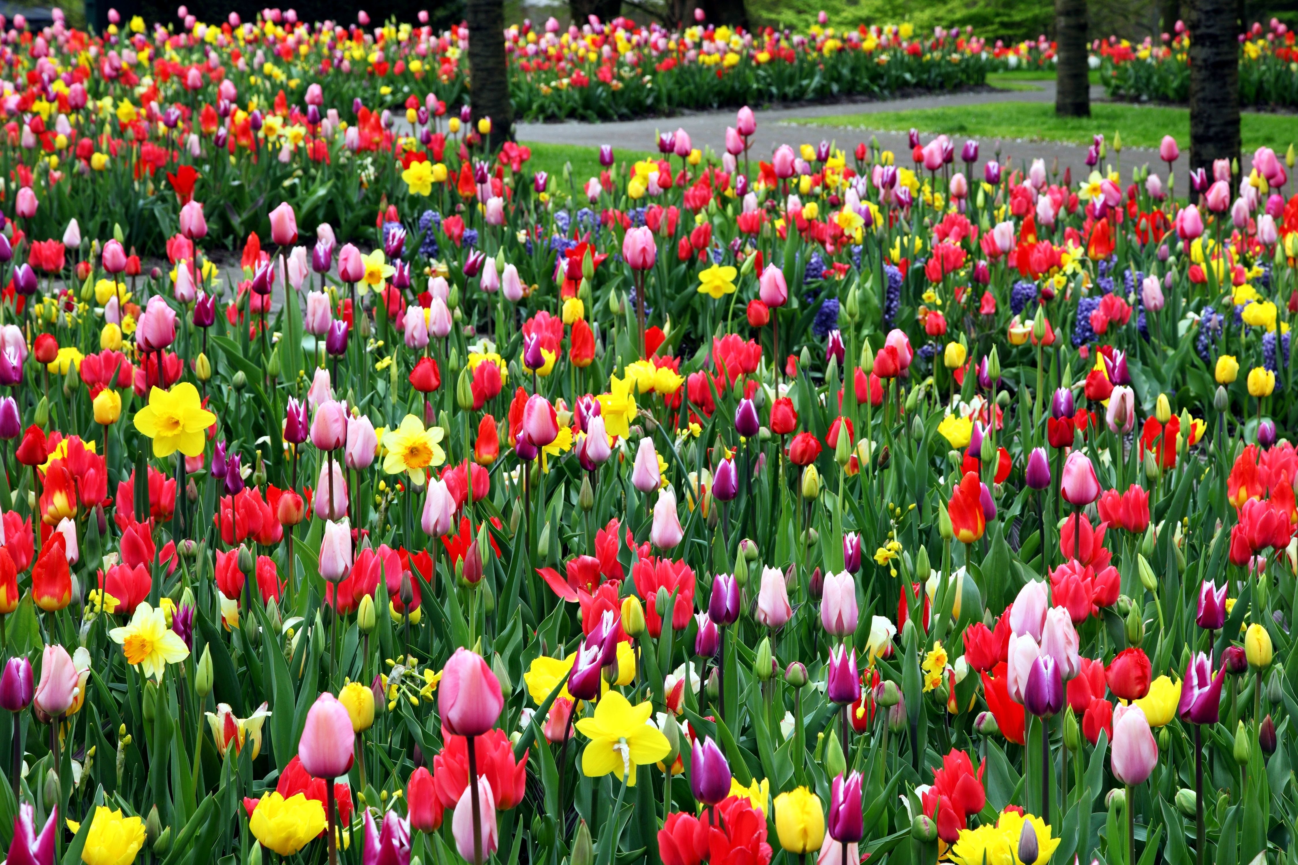 Detail Gambar Bunga Tulip Berwarna Warni Nomer 16