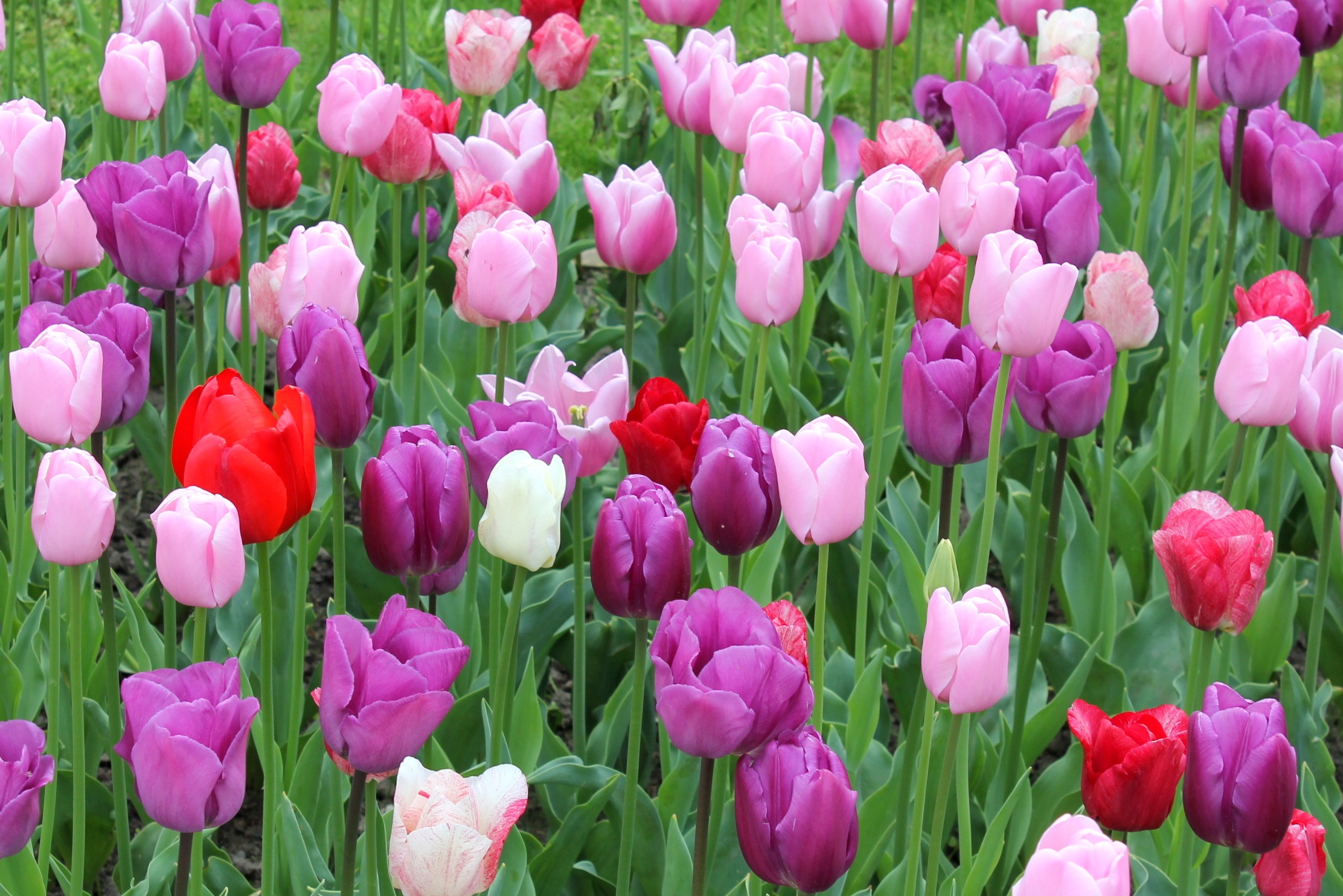 Detail Gambar Bunga Tulip Berwarna Warni Nomer 20