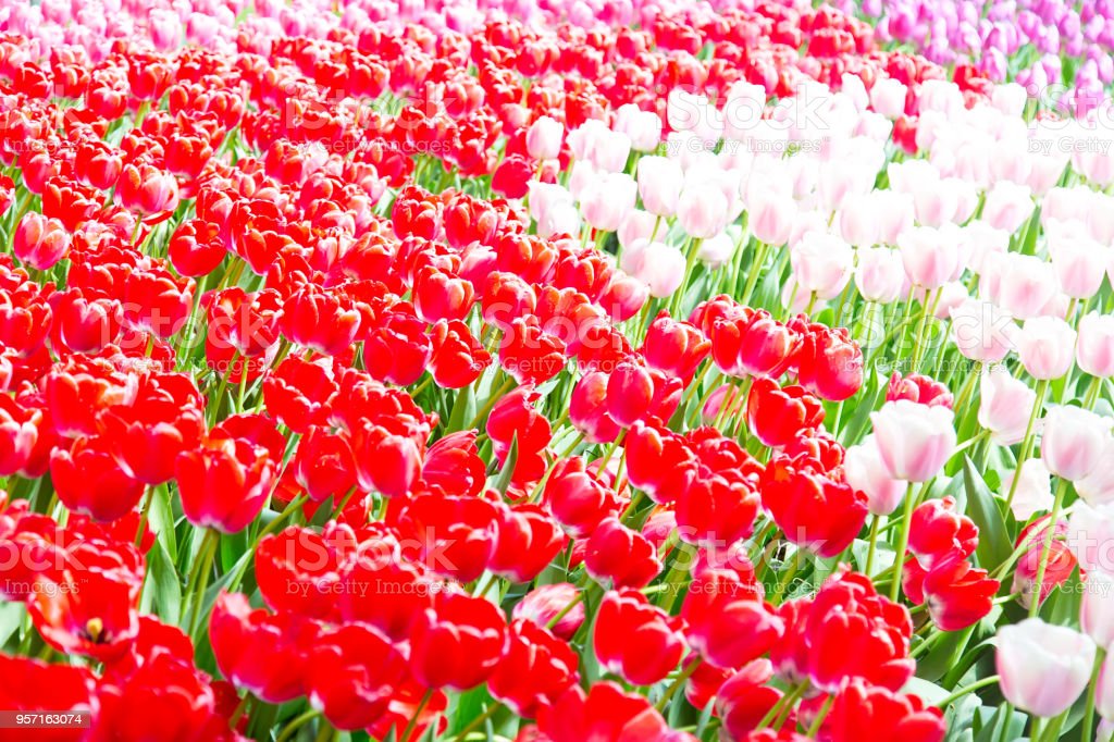 Detail Gambar Bunga Tulip Berwarna Warni Nomer 28