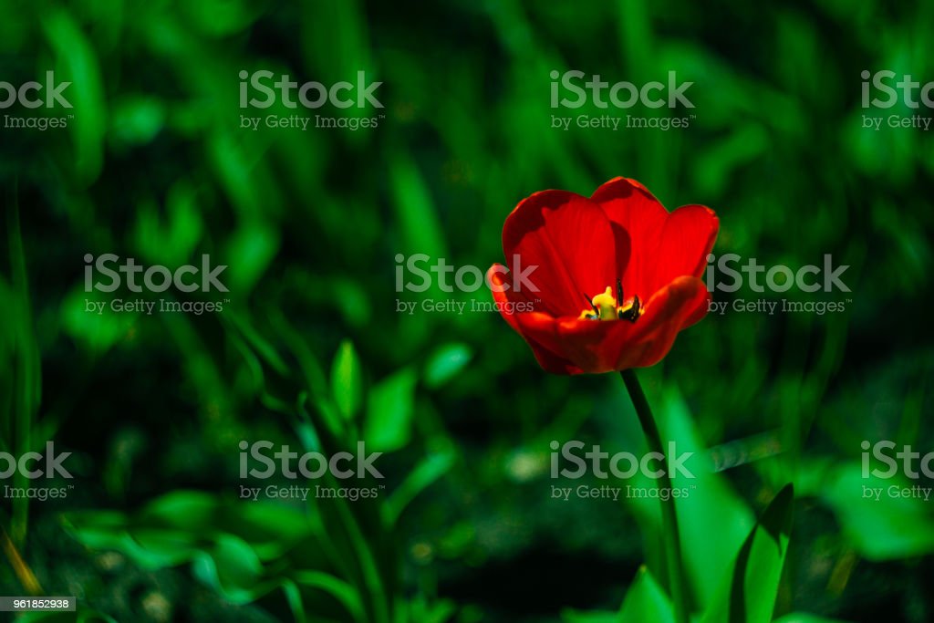Detail Gambar Bunga Tulip Berwarna Warni Nomer 42