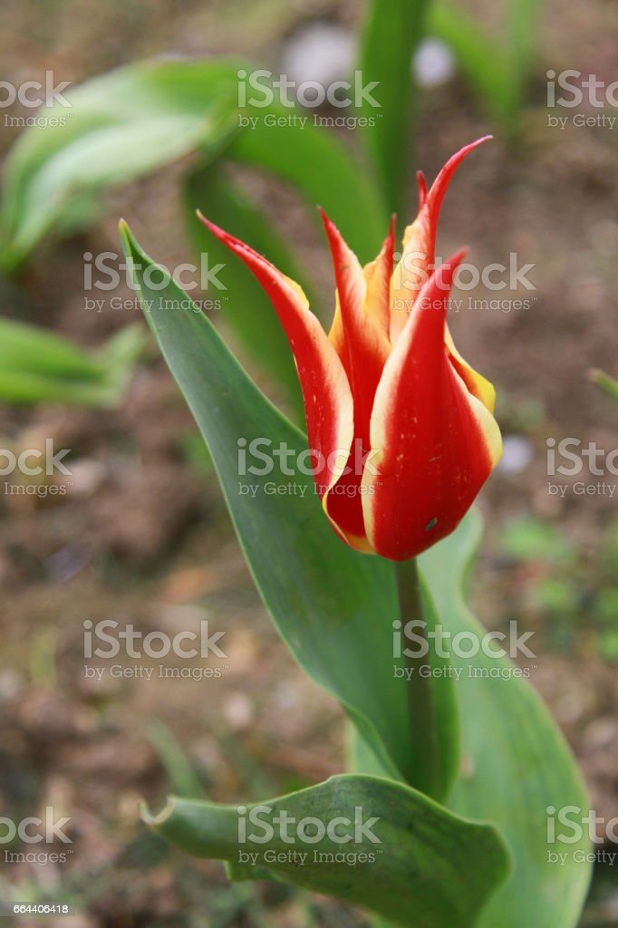 Detail Gambar Bunga Tulip Berwarna Warni Nomer 44