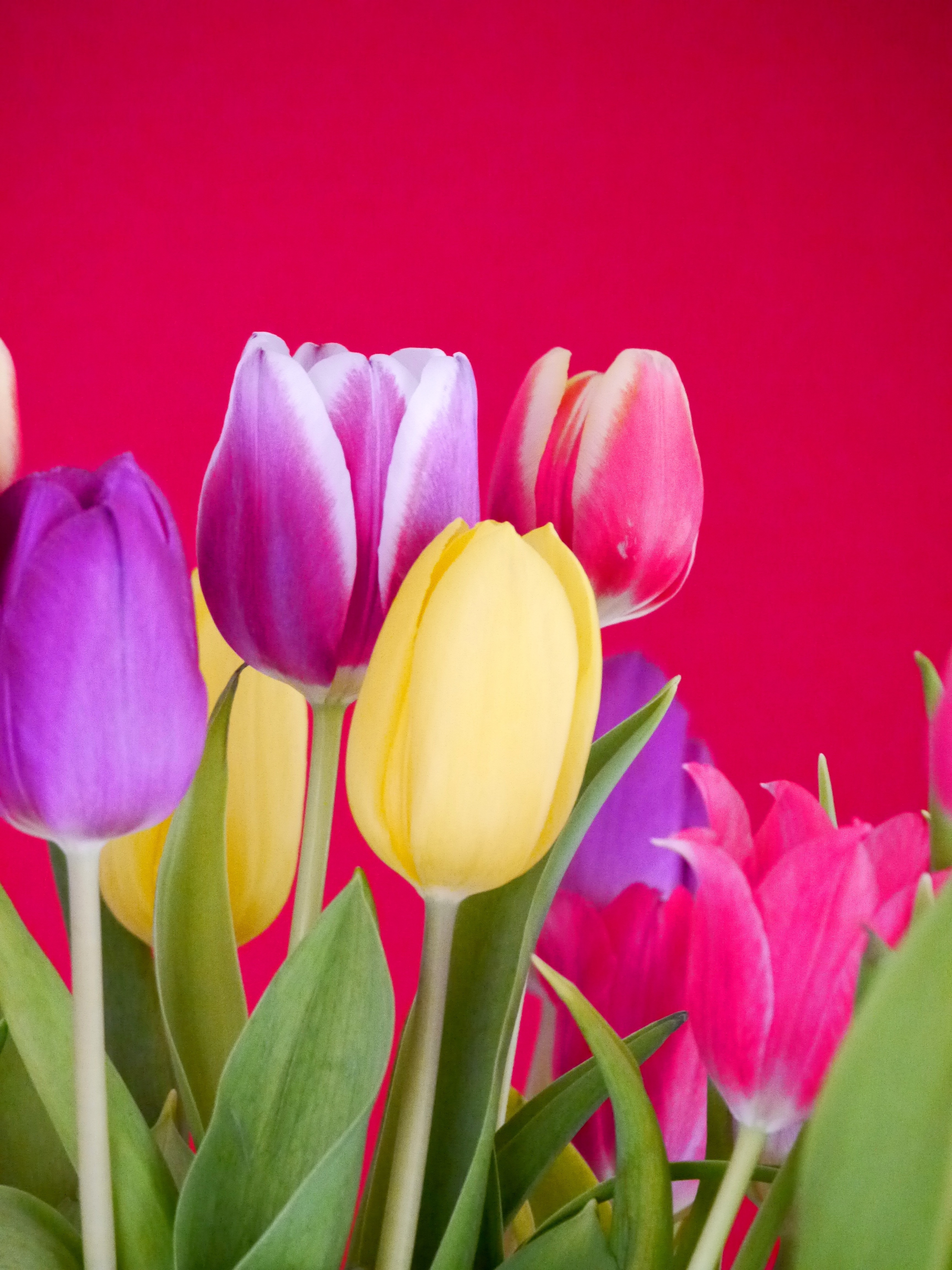 Detail Gambar Bunga Tulip Berwarna Warni Nomer 6