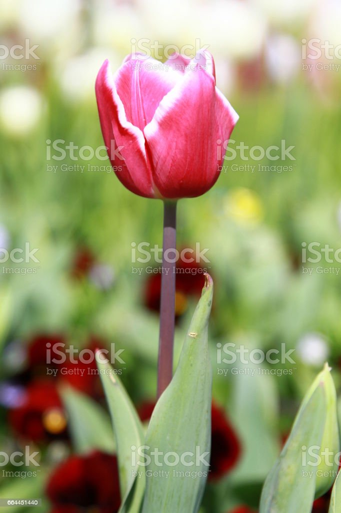 Detail Gambar Bunga Tulip Berwarna Warni Nomer 49