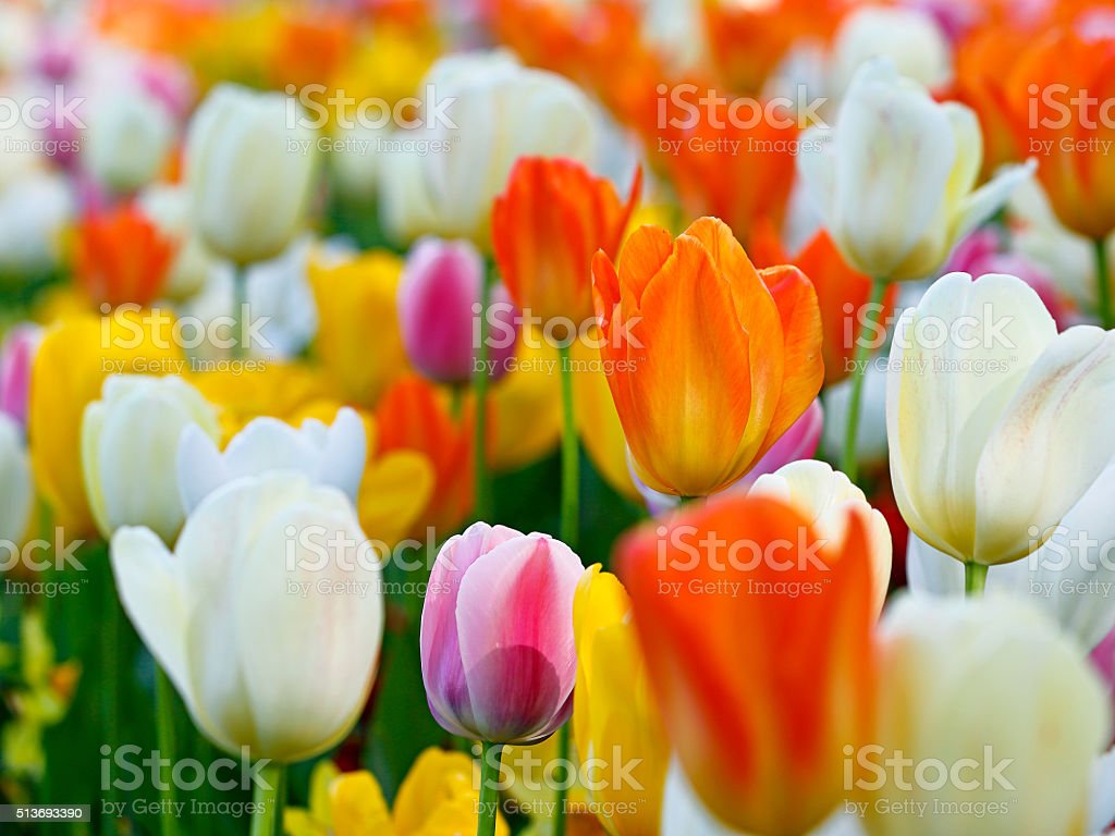 Detail Gambar Bunga Tulip Berwarna Warni Nomer 50