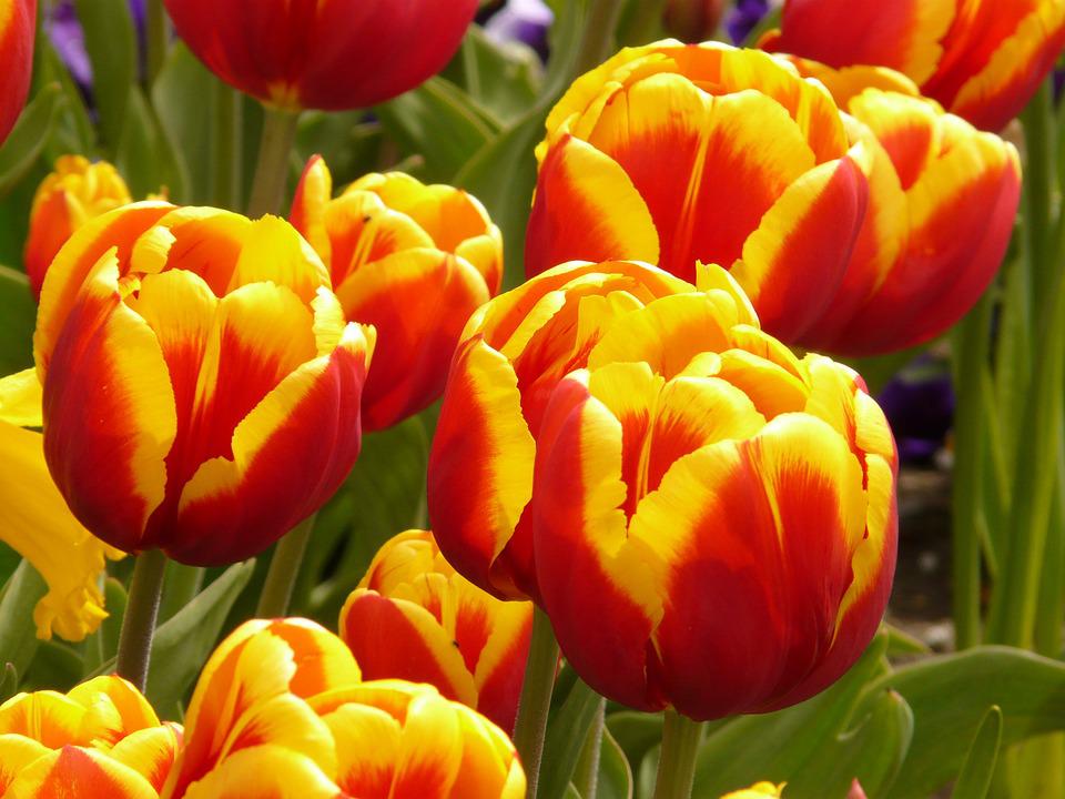 Detail Gambar Bunga Tulip Berwarna Warni Nomer 53
