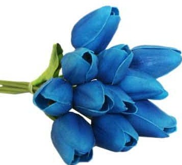 Detail Gambar Bunga Tulip Biru Nomer 16