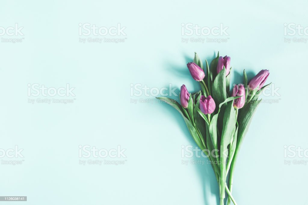 Detail Gambar Bunga Tulip Biru Nomer 33