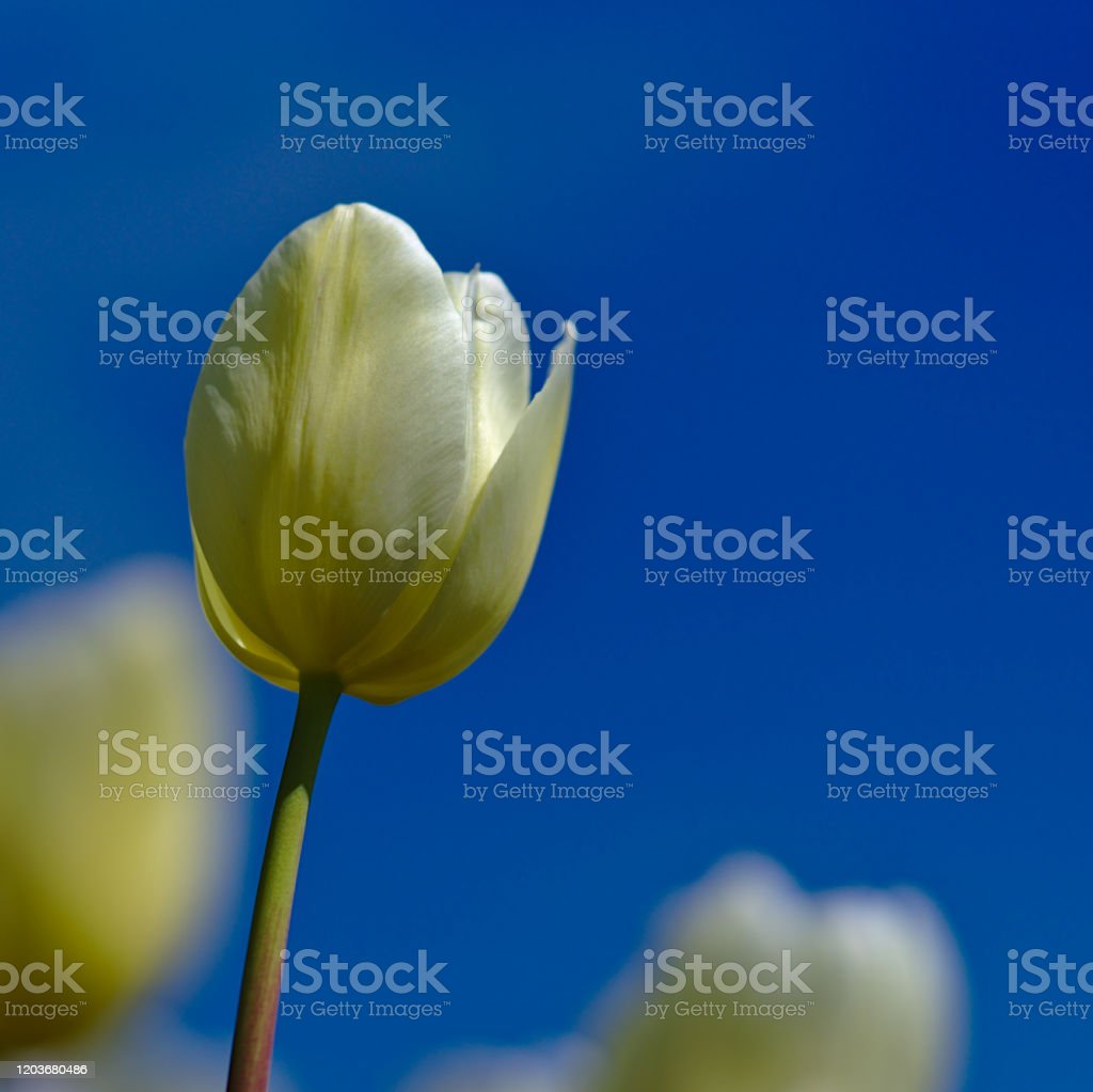 Detail Gambar Bunga Tulip Biru Nomer 54