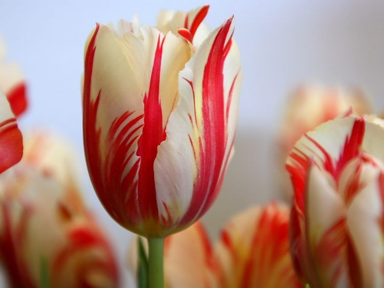 Gambar Bunga Tulip Cantik - KibrisPDR