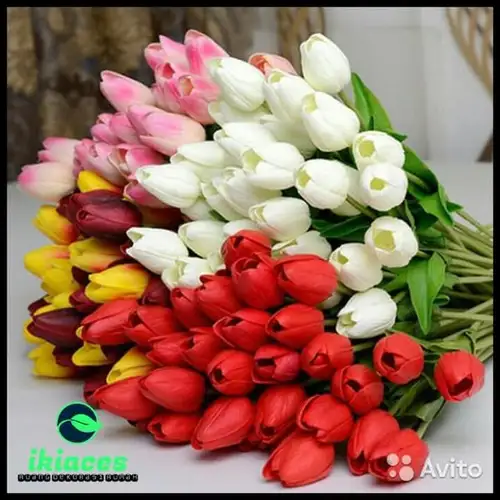 Detail Gambar Bunga Tulip Cantik Nomer 35