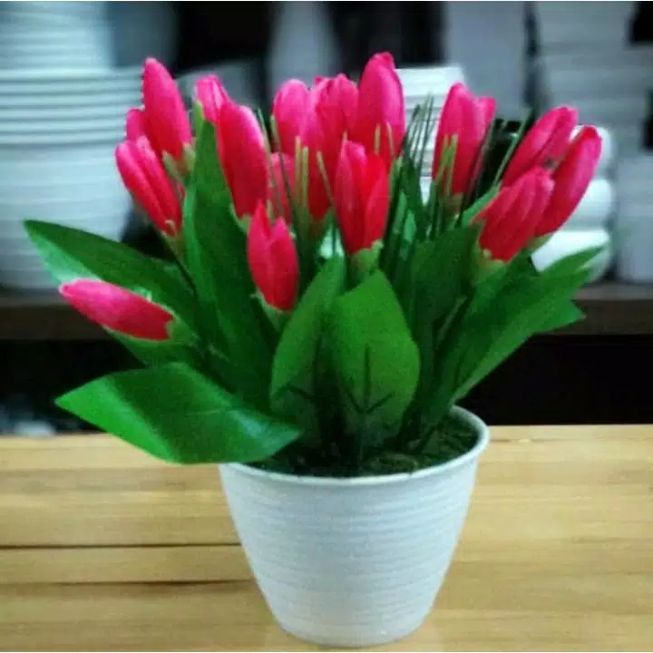 Detail Gambar Bunga Tulip Dalam Pot Nomer 13