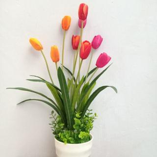 Detail Gambar Bunga Tulip Dalam Pot Nomer 3